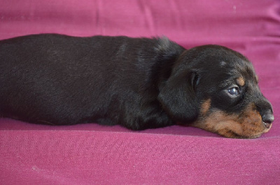 Les chiots de Teckel poil dur