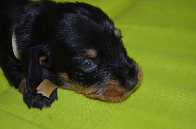 Les chiots de Teckel poil dur