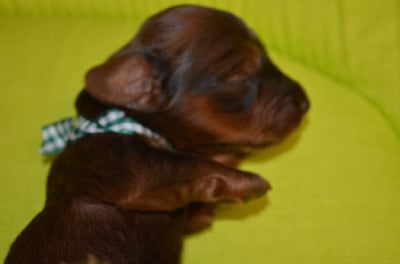 CHIOT 1 - Teckel poil long