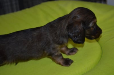 CHIOT 1 - Teckel poil long