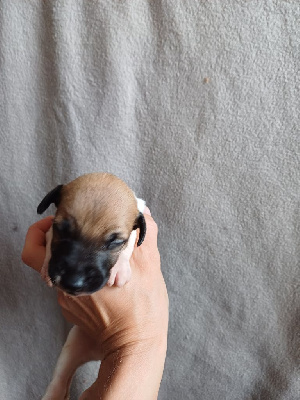 Les chiots de Whippet