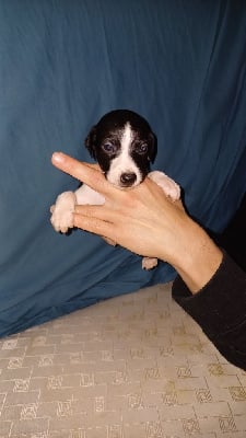 Les chiots de Whippet