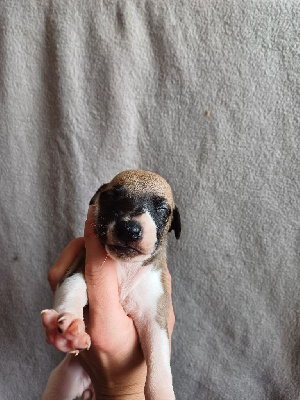 Les chiots de Whippet