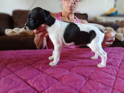 Les chiots de Whippet