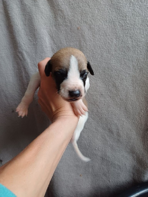 Les chiots de Whippet