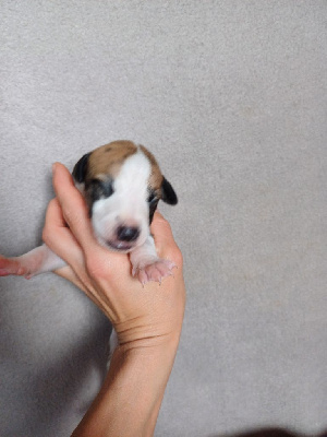 Les chiots de Whippet