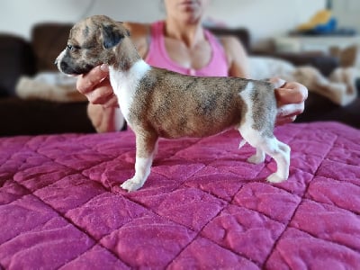 Les chiots de Whippet