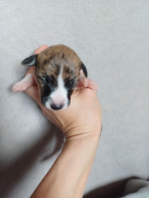 Les chiots de Whippet