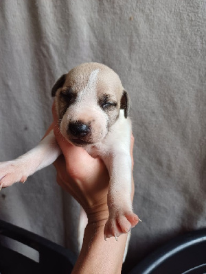 Les chiots de Whippet