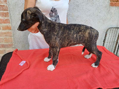 Les chiots de Whippet