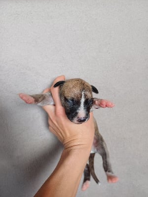 Les chiots de Whippet