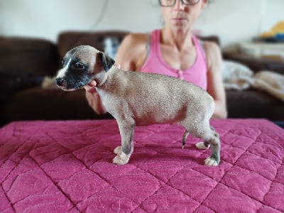 Les chiots de Whippet