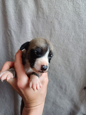 Les chiots de Whippet