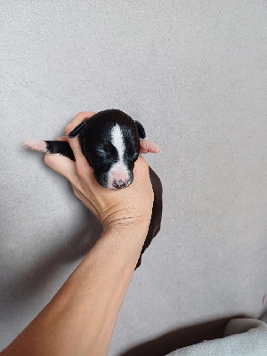 Les chiots de Whippet