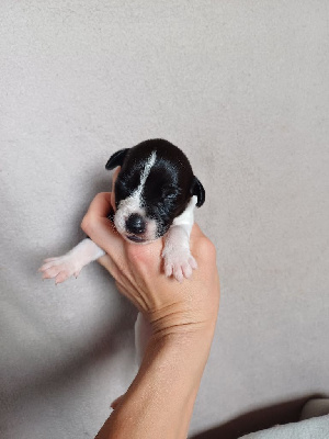 Les chiots de Whippet