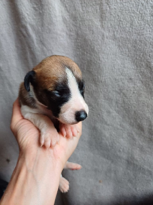 Les chiots de Whippet