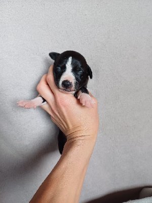 Les chiots de Whippet