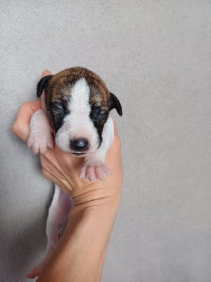 Les chiots de Whippet