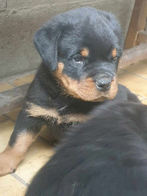 Les chiots de Rottweiler