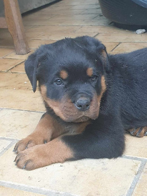 Les chiots de Rottweiler