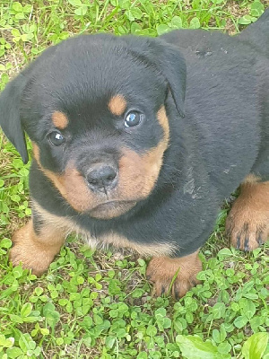 Les chiots de Rottweiler