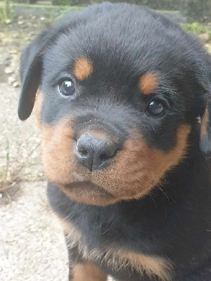 Les chiots de Rottweiler