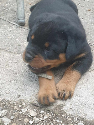 Les chiots de Rottweiler