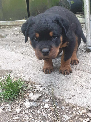 Les chiots de Rottweiler