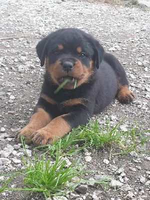 Les chiots de Rottweiler