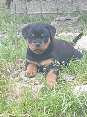 Les chiots de Rottweiler