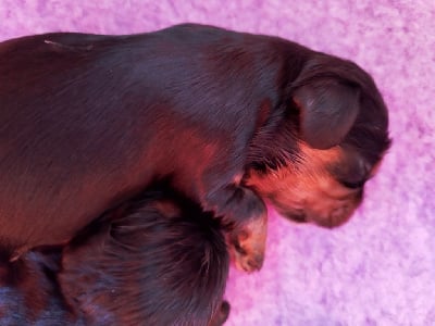 Les chiots de Cavalier King Charles Spaniel