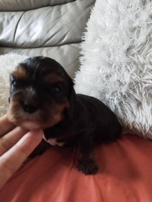 Les chiots de Cavalier King Charles Spaniel