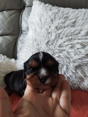 Les chiots de Cavalier King Charles Spaniel