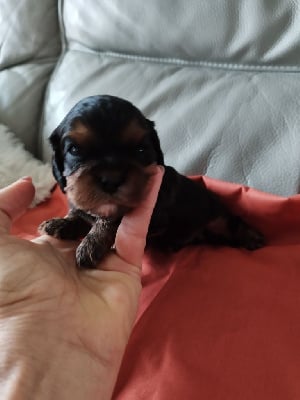 Les chiots de Cavalier King Charles Spaniel