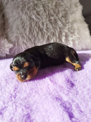 Les chiots de Cavalier King Charles Spaniel