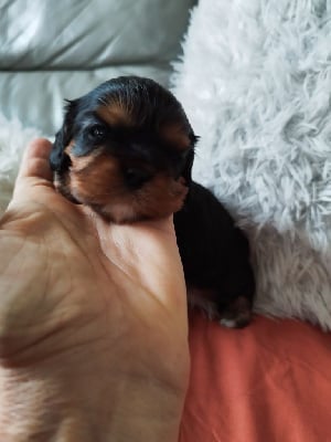 Les chiots de Cavalier King Charles Spaniel