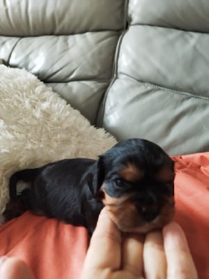 Les chiots de Cavalier King Charles Spaniel