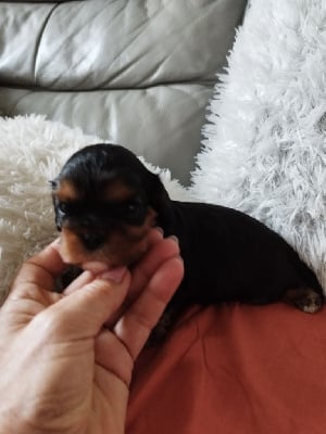 Les chiots de Cavalier King Charles Spaniel