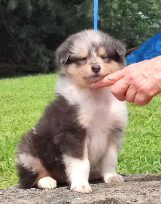 Les chiots de Colley à poil long