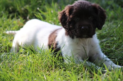 Les chiots de Petit Epagneul de Münster