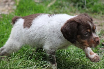 Les chiots de Epagneul Breton