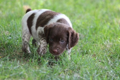 CHIOT - Epagneul Breton