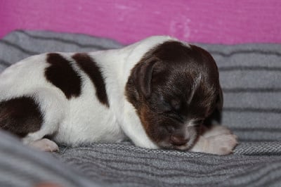 Les chiots de Epagneul Breton