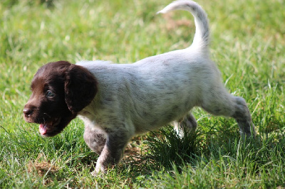 Les chiots de Petit Epagneul de Münster