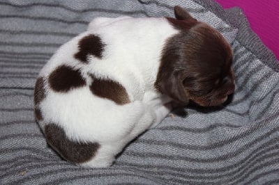 Les chiots de Epagneul Breton