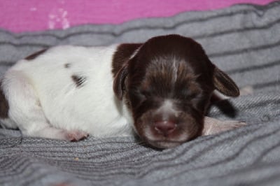 Les chiots de Epagneul Breton