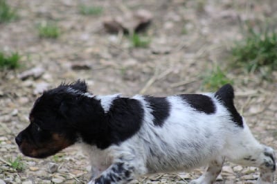 Les chiots de Epagneul Breton