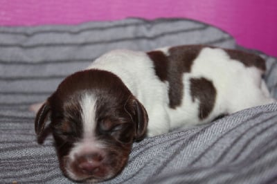 Les chiots de Epagneul Breton