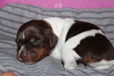 Les chiots de Epagneul Breton