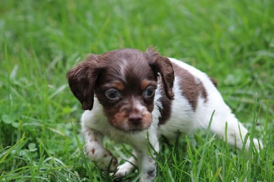 Les chiots de Epagneul Breton